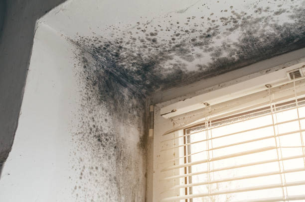 Affordable Commercial Mold Remediation solutions in Roosevelt, NJ